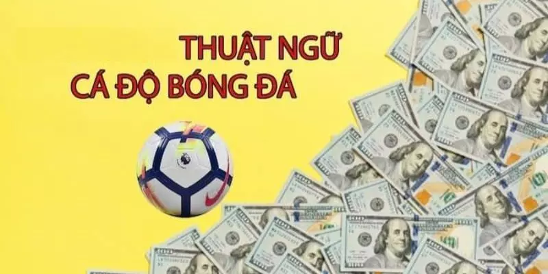 thuat-ngu-ca-do-bong-da.webp